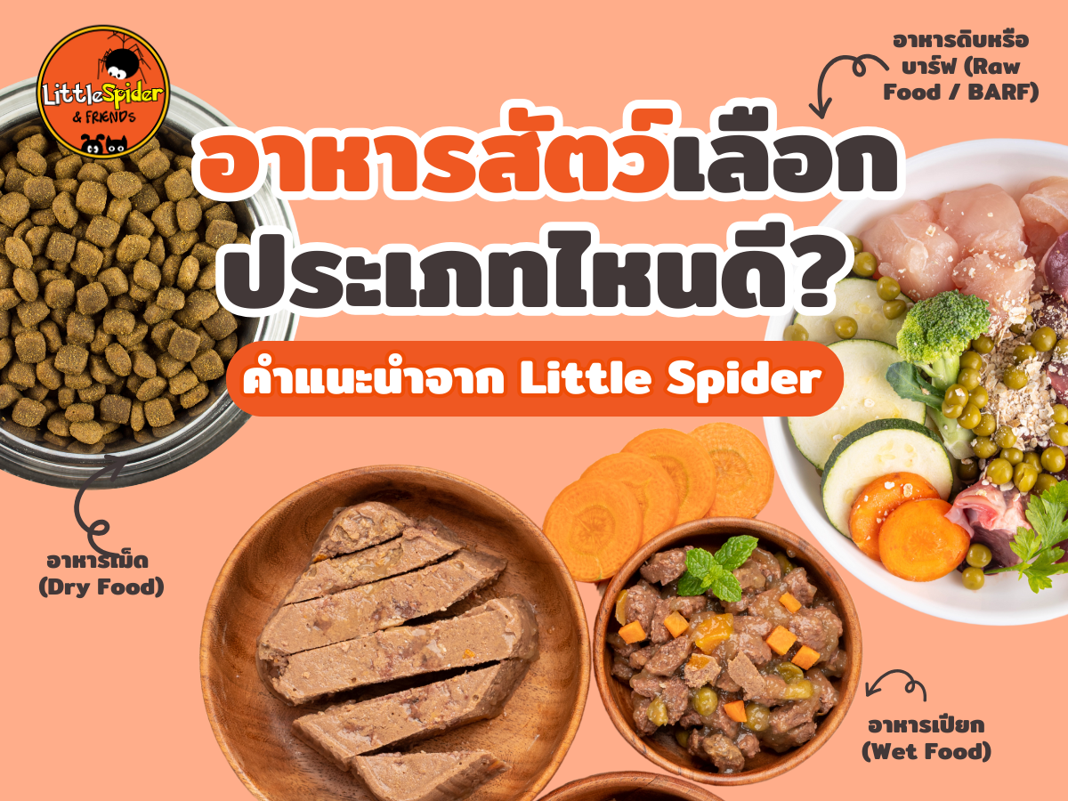 🐾 อาหารสัตว์เลือกประเภทไหนดี? คำแนะนำจาก Little Spider Petshop